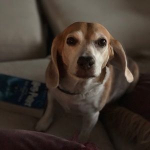 Meet your Posher, Brody